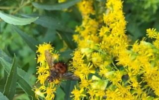 Pollinator on goldenrod flower