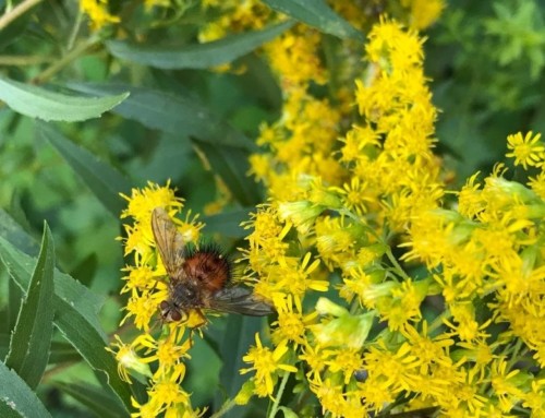 Make Your Yard a Pollinator Victory Garden