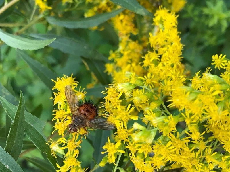 Pollinator on goldenrod flower