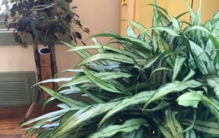 Houseplants in favorable home habitat