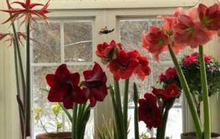 amaryllis in shades of red, photo (C) Karen Bussolini