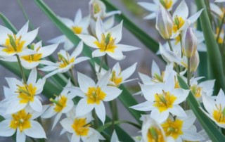 Photo of Tulipa turkestanica (c) Karen Bussolini