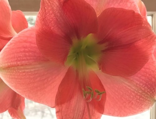 Get Amaryllis to Bloom Again Next Year