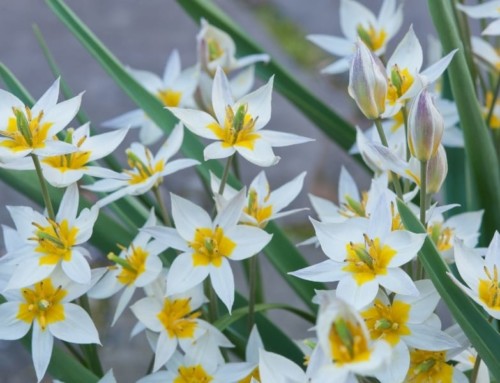 Plant “Minor” Bulbs Now for Major Spring Impact