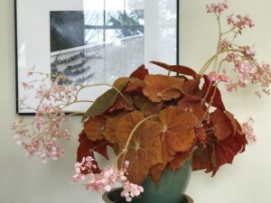 pink flowered begonia with rust foliage, Photo (C) Karen Bussolini