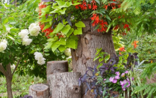 A garden made on stumps and logs, Photo (C) Karen Bussolini