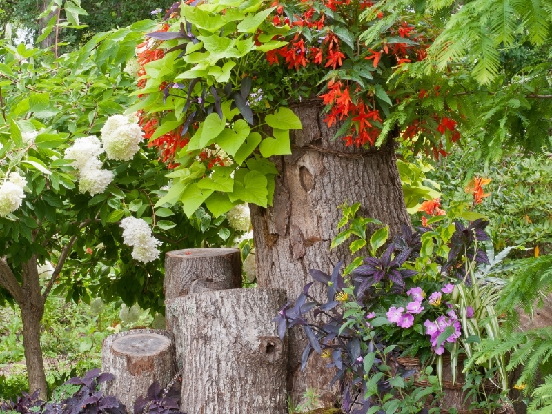 A garden made on stumps and logs, Photo (C) Karen Bussolini