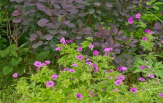 magenta geraniums and purple smokebush, Photo (C) Karen Bussolini