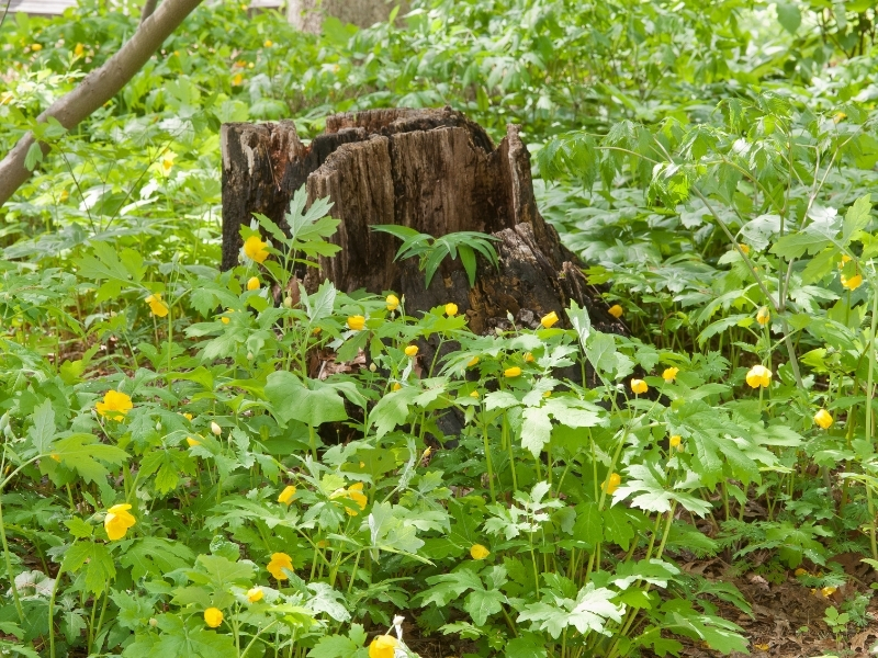 Native wood poppies grow around decomposing stump. Photo (C) Karen Bussolini
