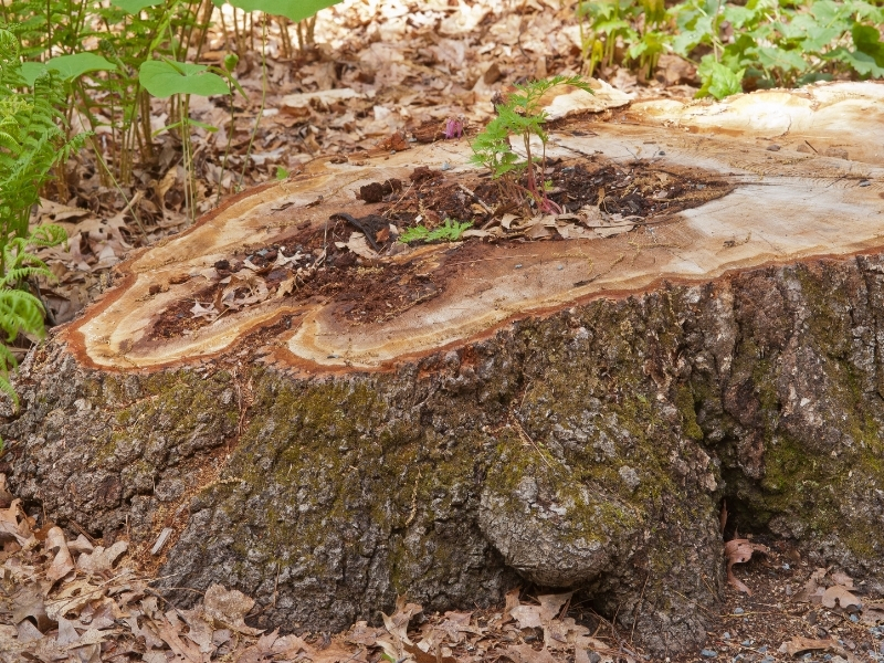 Stump with hollow center planted, Photo (C) Karen Bussolini