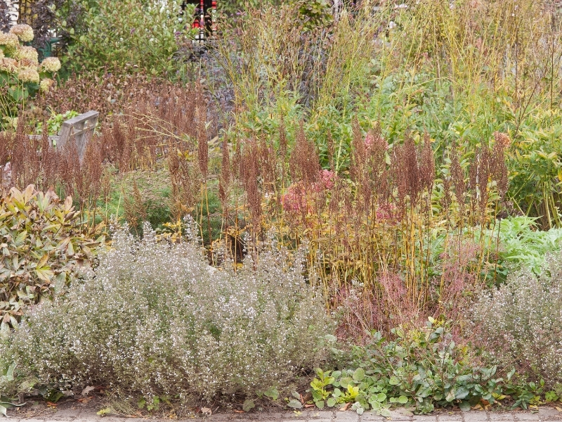 Long lasting foliage and interesting seed heads in a garden at The Olbrich Botanical Garden, Photo (c) Karen Bussolini