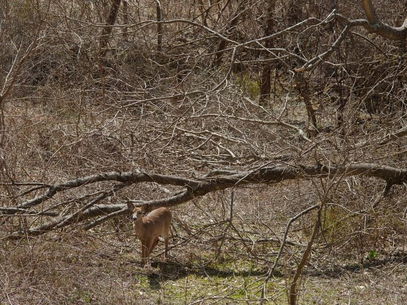 Deer take cover in overgrown lot, Photo (C) Karen Bussolini