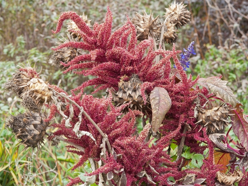 Photo of red amaranth seeds and dried artichokes, Photo (c) Karen Bussolini