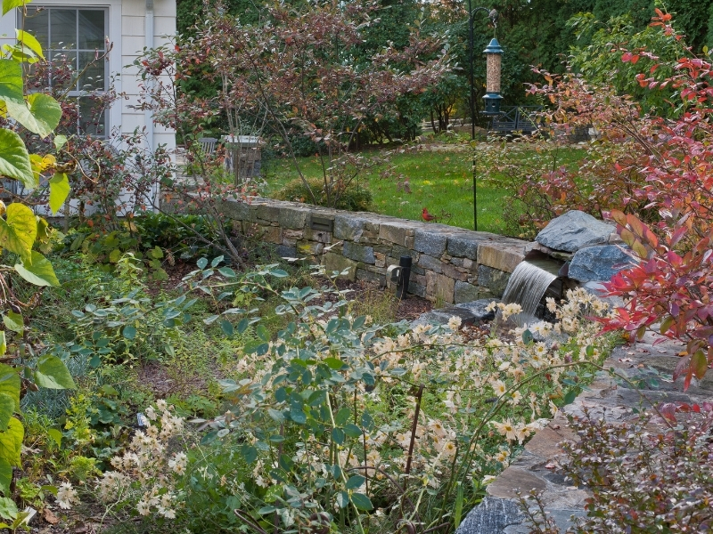 Garden with red berries or aronia and red blueberry fall foliage, Photo (c) Karen Bussolini