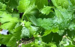Anise swallowtail caterpillar eating parsley. Photo (C) Karen Bussolini