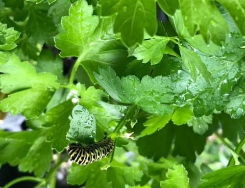 Grow Herbs Indoors