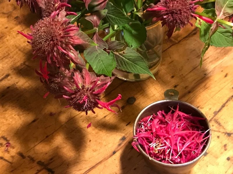 Measuring cup with Bee balm flower petals for making syrup. Photo (C) Karen Bussolini