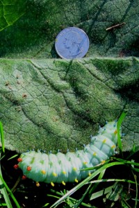 Cecropia moth caterpillar with quarter placed to show scale