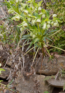 Helleborus foetidus in bloom with winter burned foliage, Photo (c) Karen Bussolini