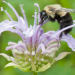 Pollination, bee on bee balm photo by Karen Bussolini
