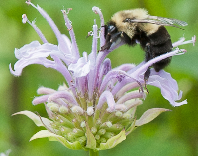 Pollination, bee on bee balm photo by Karen Bussolini