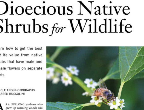 Dioecious Native Shrubs for Wildlife