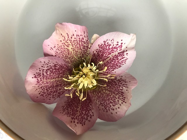 Lenten rose flower floating in bowl of water, Photo (c) Karen Bussolini