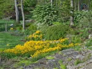 Native plant Packera aurea replacing soggy lawn in a garden by Ana Hajduk. Photo copyright Karen Bussolini