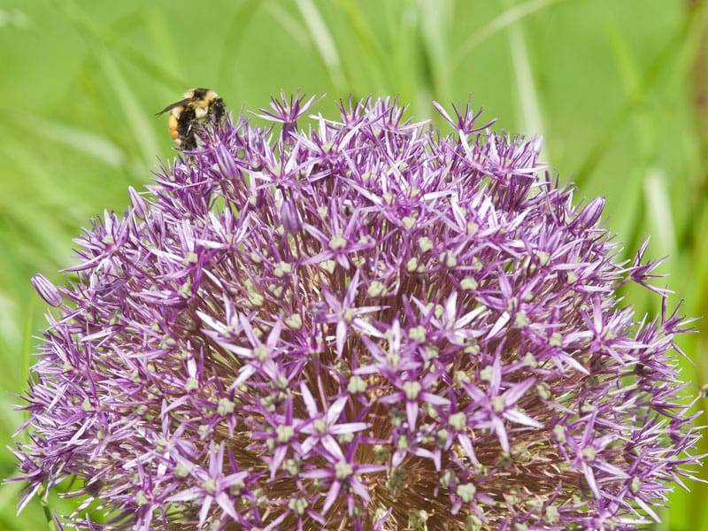 bee on allium flower, Photo (c) Karen Bussolini