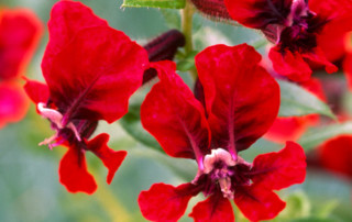 Bat-faced cuphea flower photo copyright Karen Bussolini