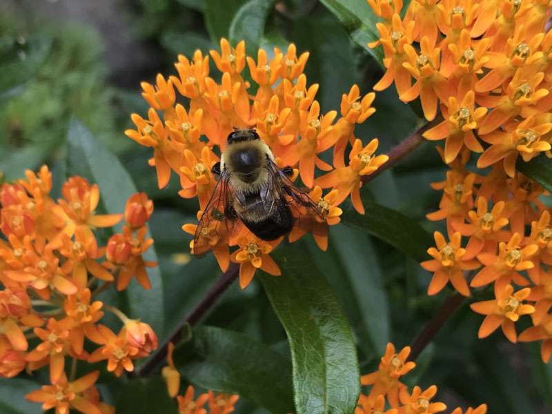 Bumble bee on butterfly weed photo (C) Karen Bussolini
