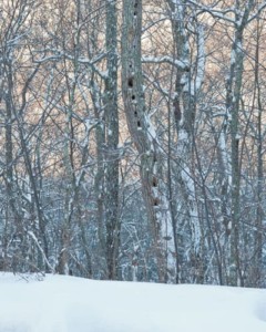 Dying tree with pileated woodpecker holes