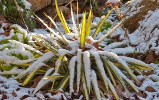 Yucca 'Golden Sword' with snow in winter, Photo (c) Karen Bussolini