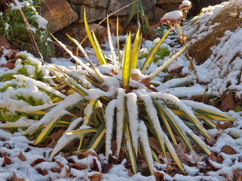 Yucca 'Golden Sword' with snow in winter, Photo (c) Karen Bussolini