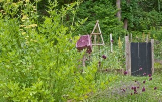 Lovage growing in a garden. Photo (C) Karen Bussolinni