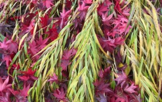 Fallen leaves on ornamental grass. Photo (C) Karen Bussolini