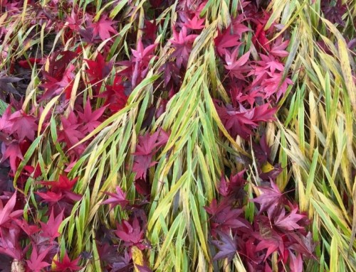 Fall Garden Cleanup