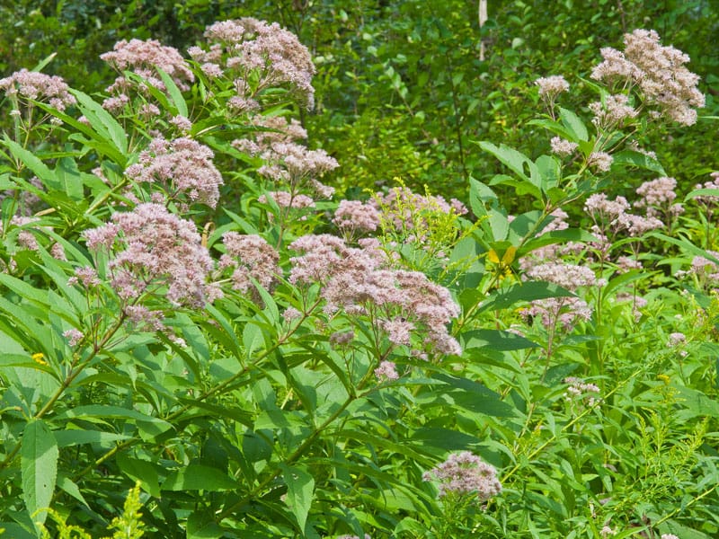 Joe Pye weed supports native insects