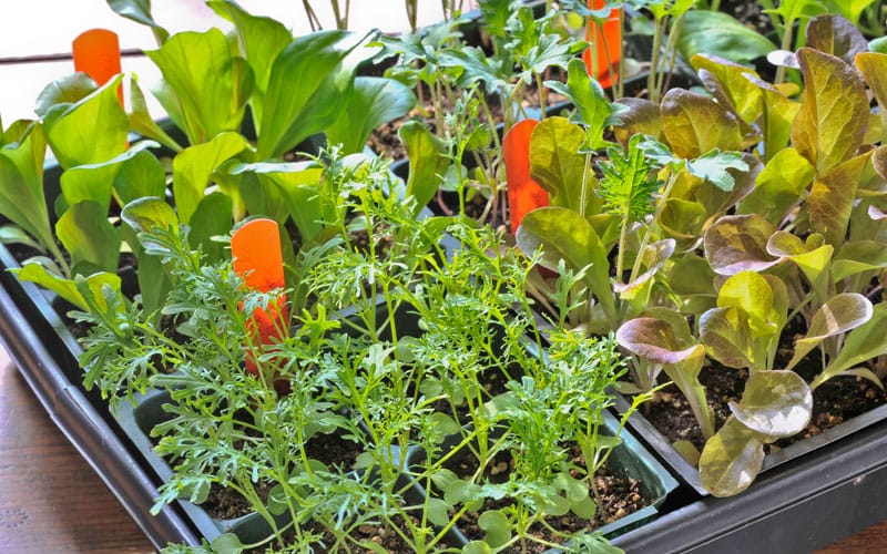 Independent Non Gmo Seed Catalogs Karen Bussolini Garden Arts