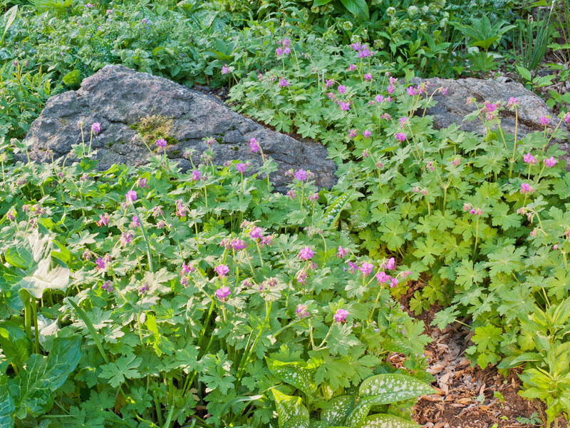 Geranium macrorrhizum 'Bevans Variety' blooms after daffodils and conceals ripening bulb foliage. Photo (C) Karen Bussolini