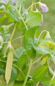 Golden India edible pea pods from Scheepers Kitchen Garden Seeds