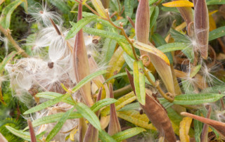 Butterfly weed seedpods and seeds, photo copyright Karen Bussolini