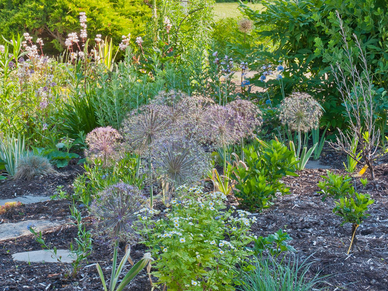 Allium christophii with golden feverfew foliage concealing yellowing leaves, Photo (C) Karen Bussolini