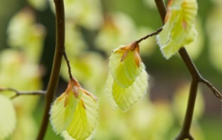 New golden beech leaves in spring, Photo (c) Karen Bussolini
