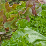Fresh local organic lettuce. Photo (c) Karen Bussolini