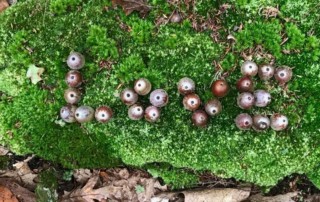 acorns set into moss. Photo (C) Karen Bussolini