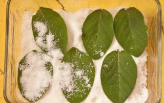 Sage leaves drying in sea salt, photo copyright Karen Bussolini