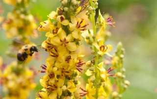 Bees and spiders in Verbascum flowers, photo copyright Karen Bussolini