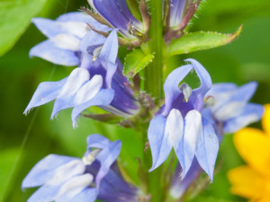 Blue lobelia, Lobelia siphilitica, Photo (c) Karen Bussolini