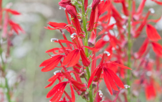 Cardinal flower, Lobelia cardinalis. Photo (c) Karen Bussolini